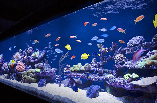 首页公司简介广告